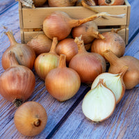 Vente Oignon Centurion F1 - Allium cepa centurion f1