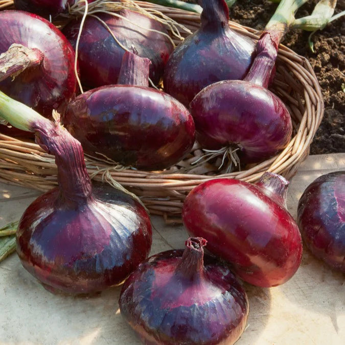 Oignon Rouge foncé de Brunswick - Allium cepa de brunswick - Bakker
