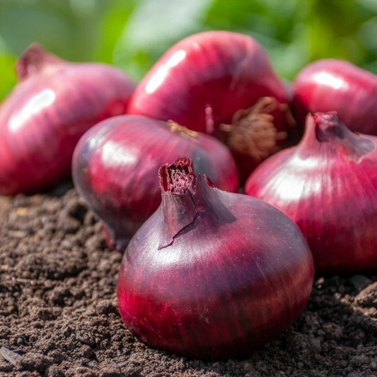 Allium cepa de brunswick - Oignon Rouge foncé de Brunswick - Bulbes d'oignons