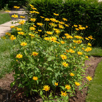 5 Héliopsides - Heliopsis scabra - Bakker