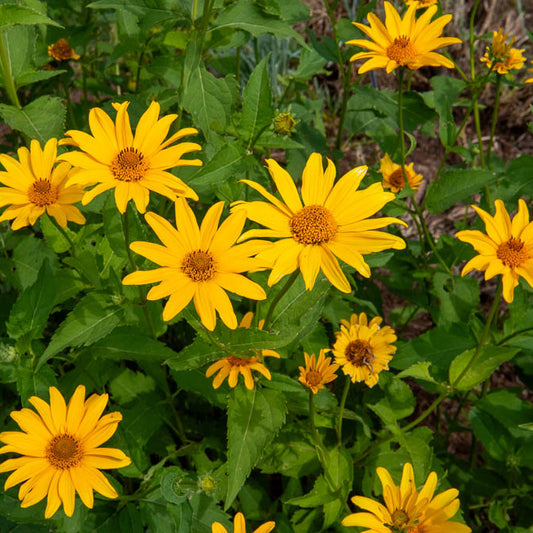 5 Héliopsides - Bakker