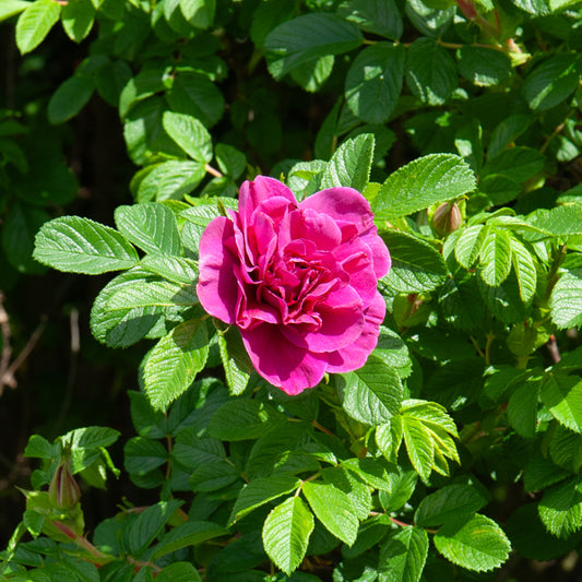 Rosier botanique Hansa - Bakker