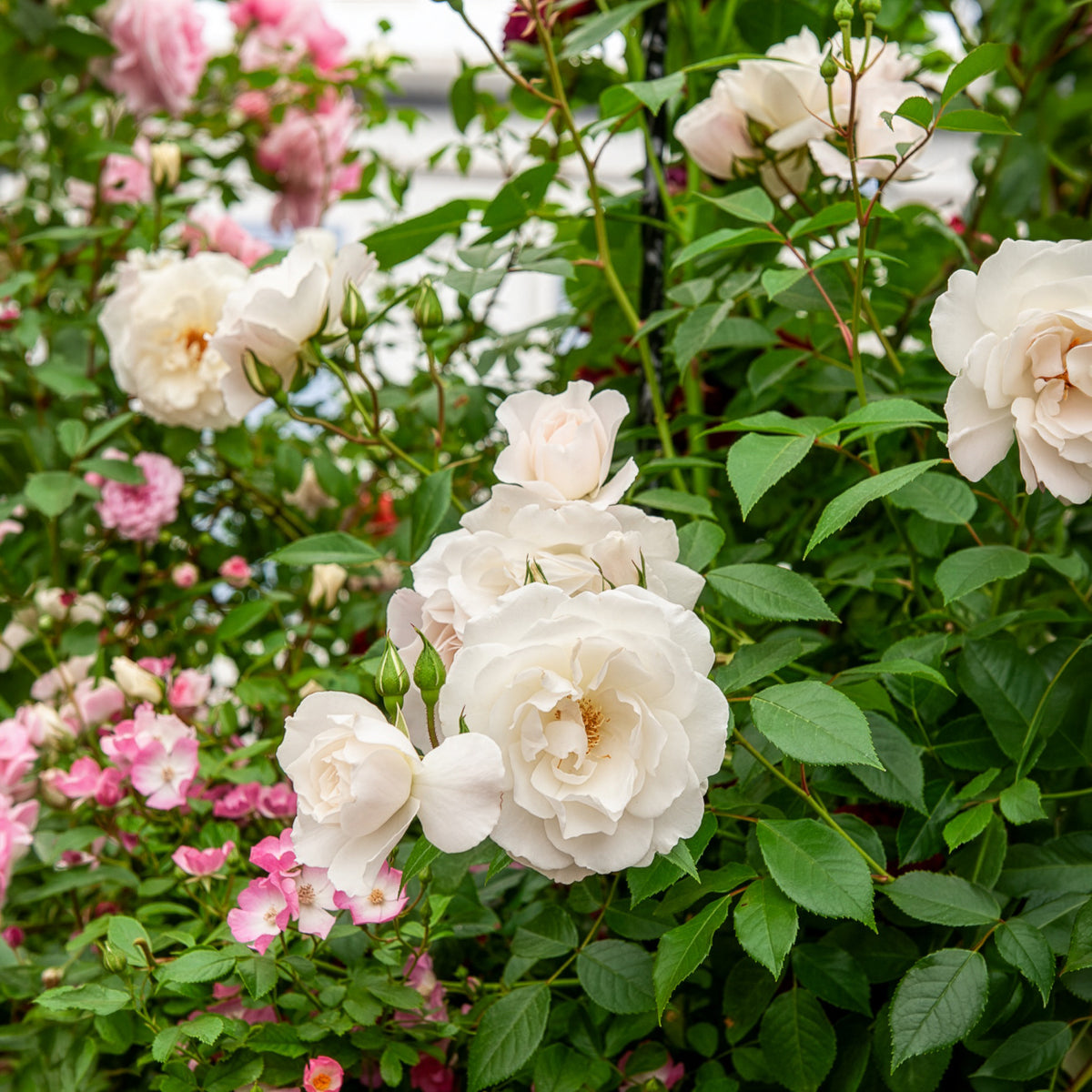 Rosier arbuste Korbin