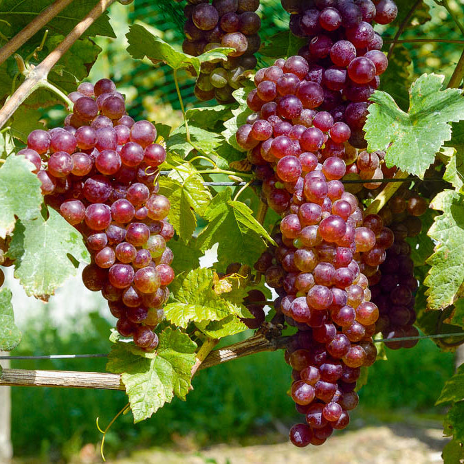 Vitis vinifera Chasselas rose - Vigne Chasselas rose - Vigne