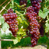 Collection de vignes - Vitis vinifera Chasselas rose, Muscat de Hambourg, Exalta, Chasselas de Fontainebleau - Bakker