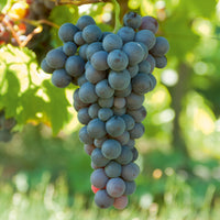 Vitis vinifera Chasselas rose, Muscat de Hambourg, Exalta, Chasselas de Fontainebleau - Collection de vignes - Vigne