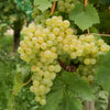 Vigne Chasselas de Fontainebleau - Bakker