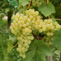 Vente Collection de vignes - Vitis vinifera Chasselas rose, Muscat de Hambourg, Exalta, Chasselas de Fontainebleau