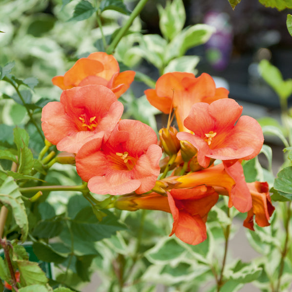 Bignone Madame Galen - Plantes grimpantes - Bakker