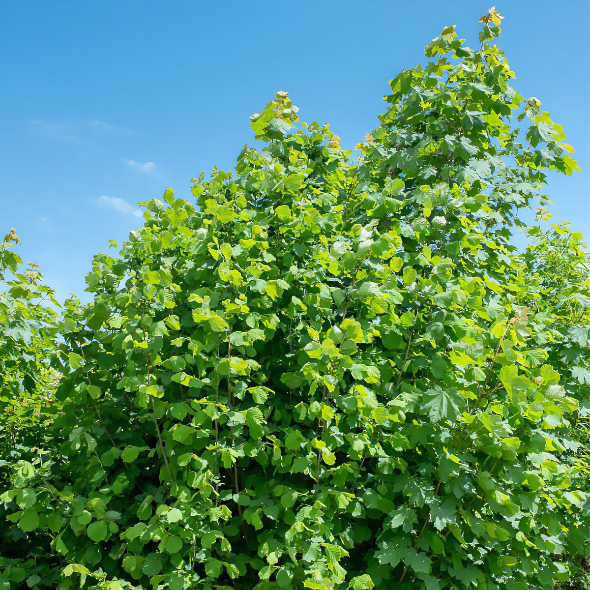 Corylus avellana - Noisetier vert - Noisetier