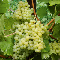 Vigne - Collection de vignes - Vitis vinifera Chasselas rose, Muscat de Hambourg, Exalta, Chasselas de Fontainebleau