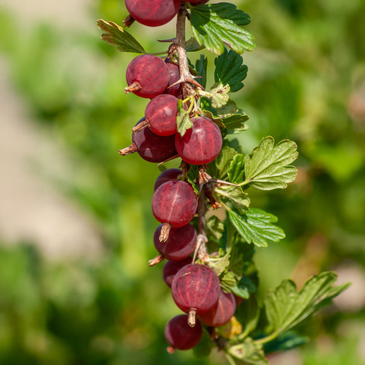 2 Groseilliers à maquereau Winham's industry - Bakker