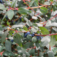 Baie de Mai - Lonicera kamtschatica - Bakker