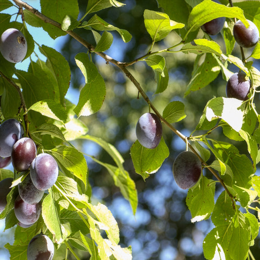 Prunier Quetsche d'Alsace - Bakker