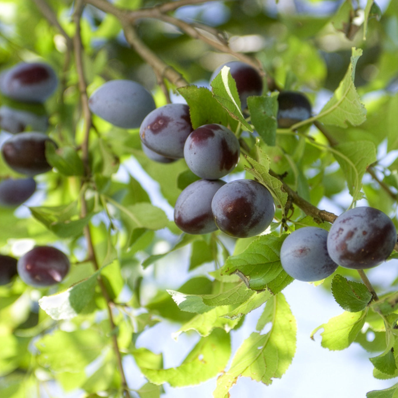 Prunier Quetsche d'Alsace - Prunus domestica Quetsche d'Alsace - Bakker