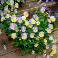 Viola cornuta etain - 3 Violettes cornue Etain - Pensée - Vivaces fleuries