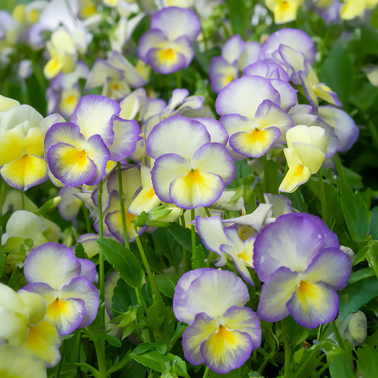 3 Violettes cornue Etain - Pensée - Bakker