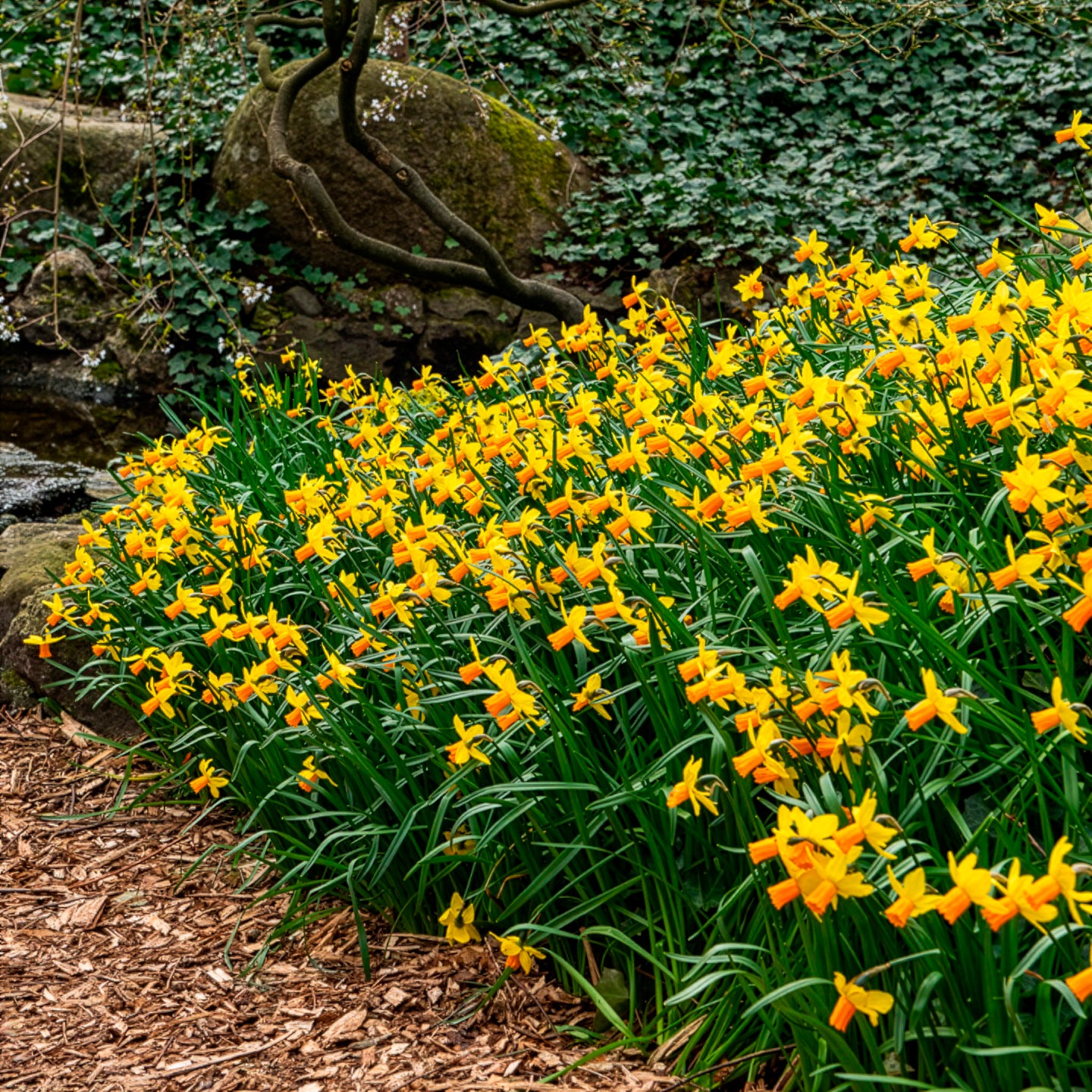 Vente 5 Mini-narcisses Jet Fire