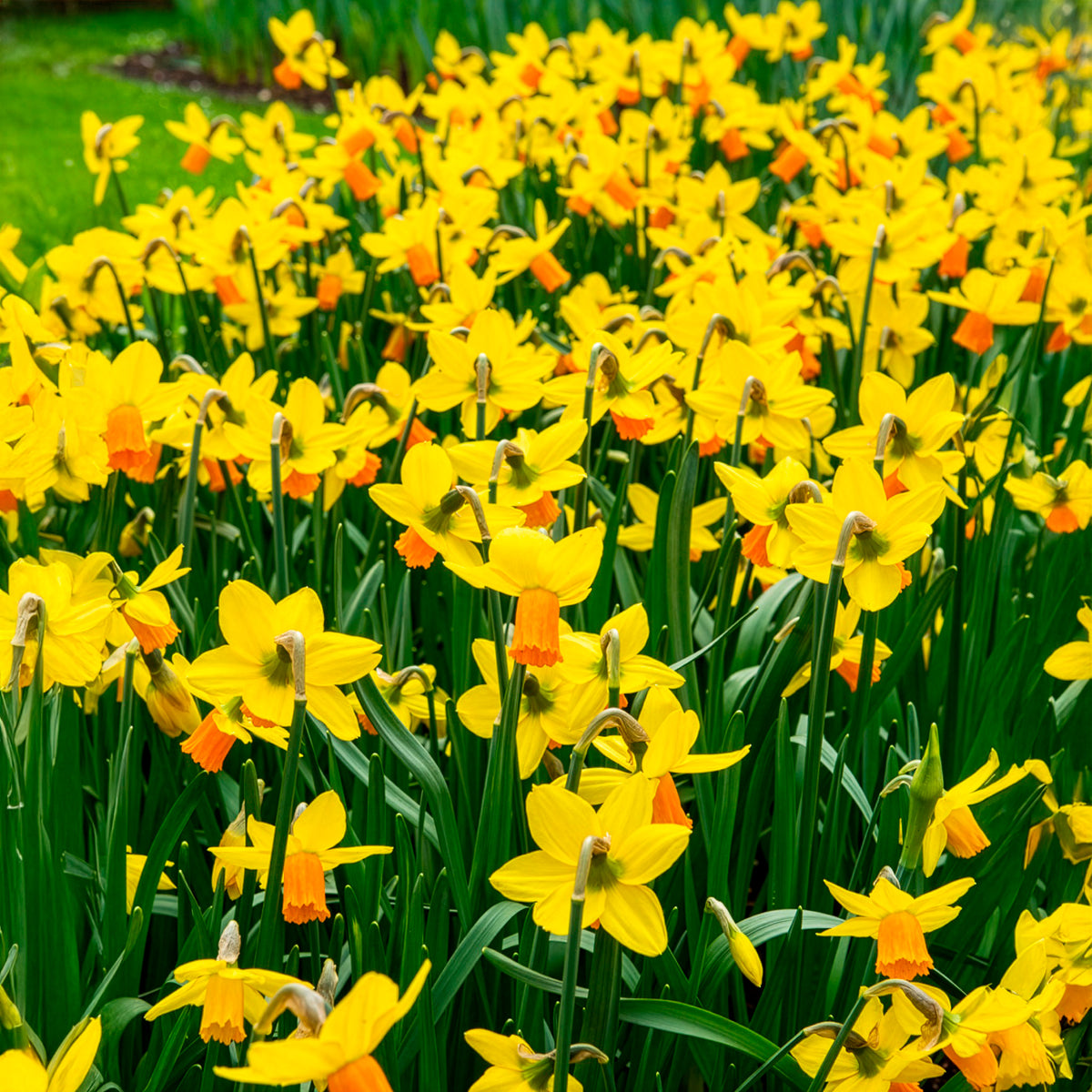 Vente 5 Mini-narcisses Jet Fire - Narcissus cyclamineus Jetfire