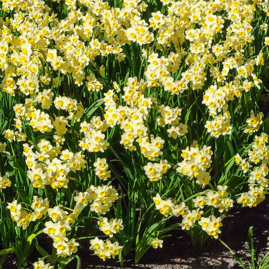 10 Mini-narcisses Minnow - Bakker