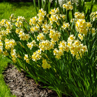 10 Mini-narcisses Minnow - Narcissus tazetta Minnow - Bakker
