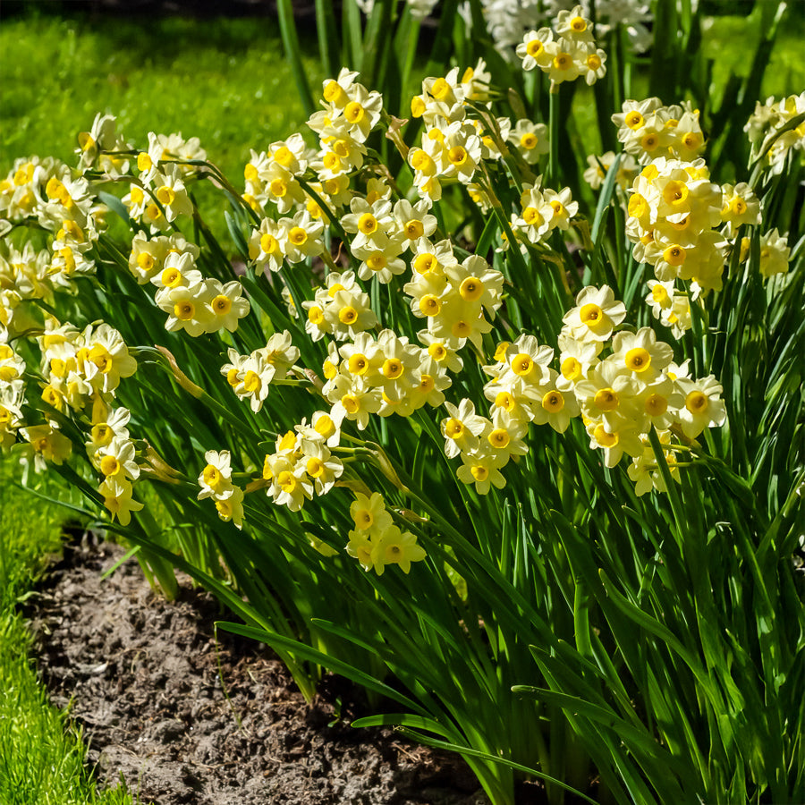 10 Mini-narcisses Minnow - Narcissus tazetta Minnow - Bakker