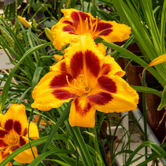 3 Hémérocalles Fooled me Série 500 - Bakker