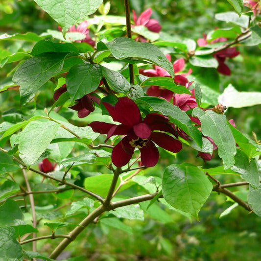 Arbre aux anémones Hartlage Wine - Bakker