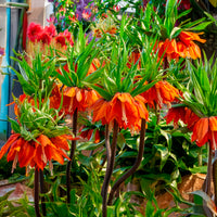 Fritillaria imperialis - Couronne impériale orange - Bulbes de Fritillaria