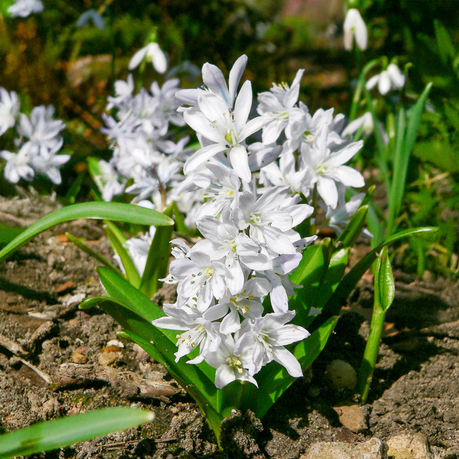 Puschkinia libanotica alba - 20 Puschkinia blancs - Bulbes de printemps