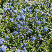 Céanothe repens - Ceanothus thyrsiflorus repens - Bakker
