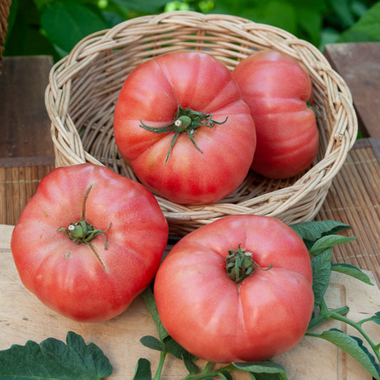 Tomate Rose de Berne - Bakker
