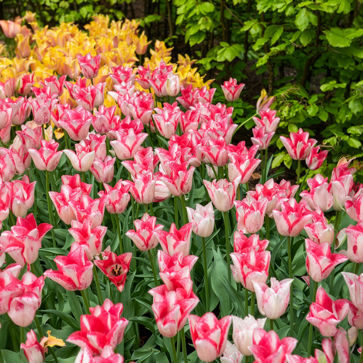 10 Tulipes Beauty trend - Tulipa beauty trend - Bakker