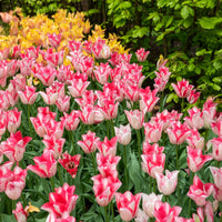 10 Tulipes Beauty trend