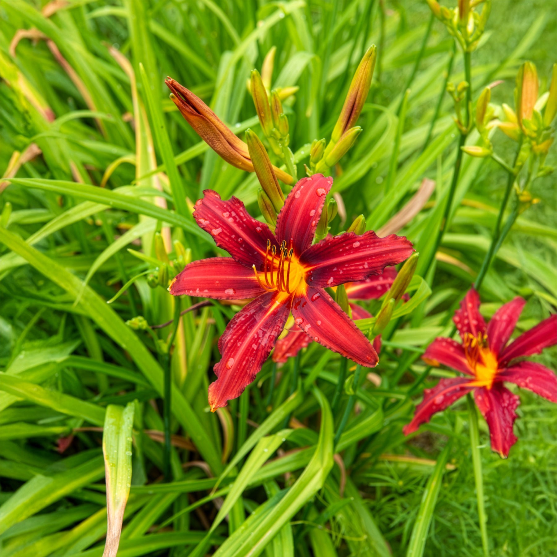 Vente Hémérocalle Crimson Pirate - Hemerocallis Crimson Pirate