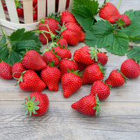 Fragaria x ananassa magnum cov marionnet 97 - Fraisier Magnum - Fraisiers
