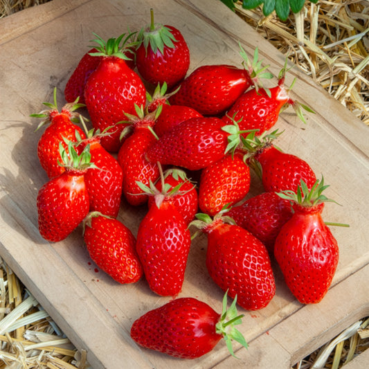 20 Fraisiers non remontants Gariguette - Bakker