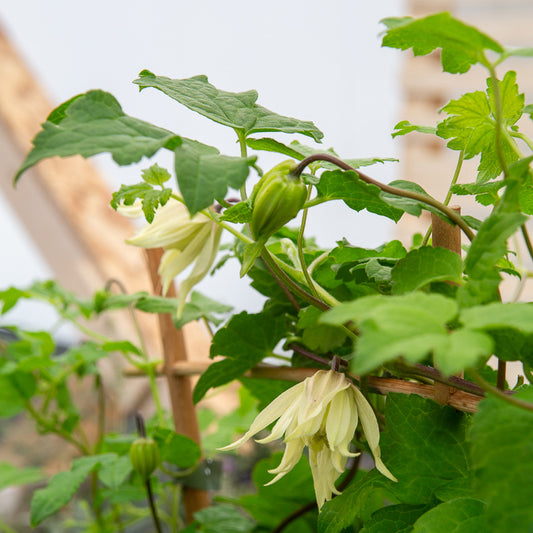 Clématite Amber - Bakker