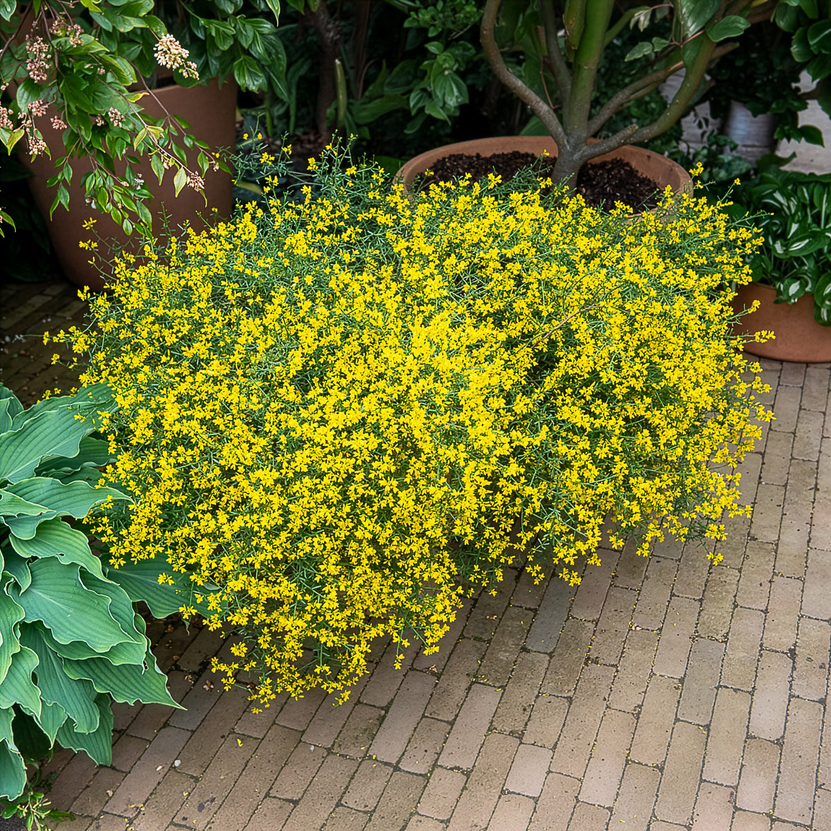 Genêt de Lydie - Genista lydia - Bakker