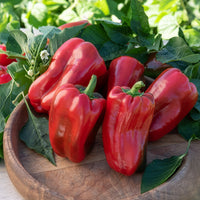 Vente Plant Poivron Lamuyo - Capsicum annuum lamuyo