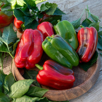 Capsicum annuum lamuyo - Plant Poivron Lamuyo - Plants potagers