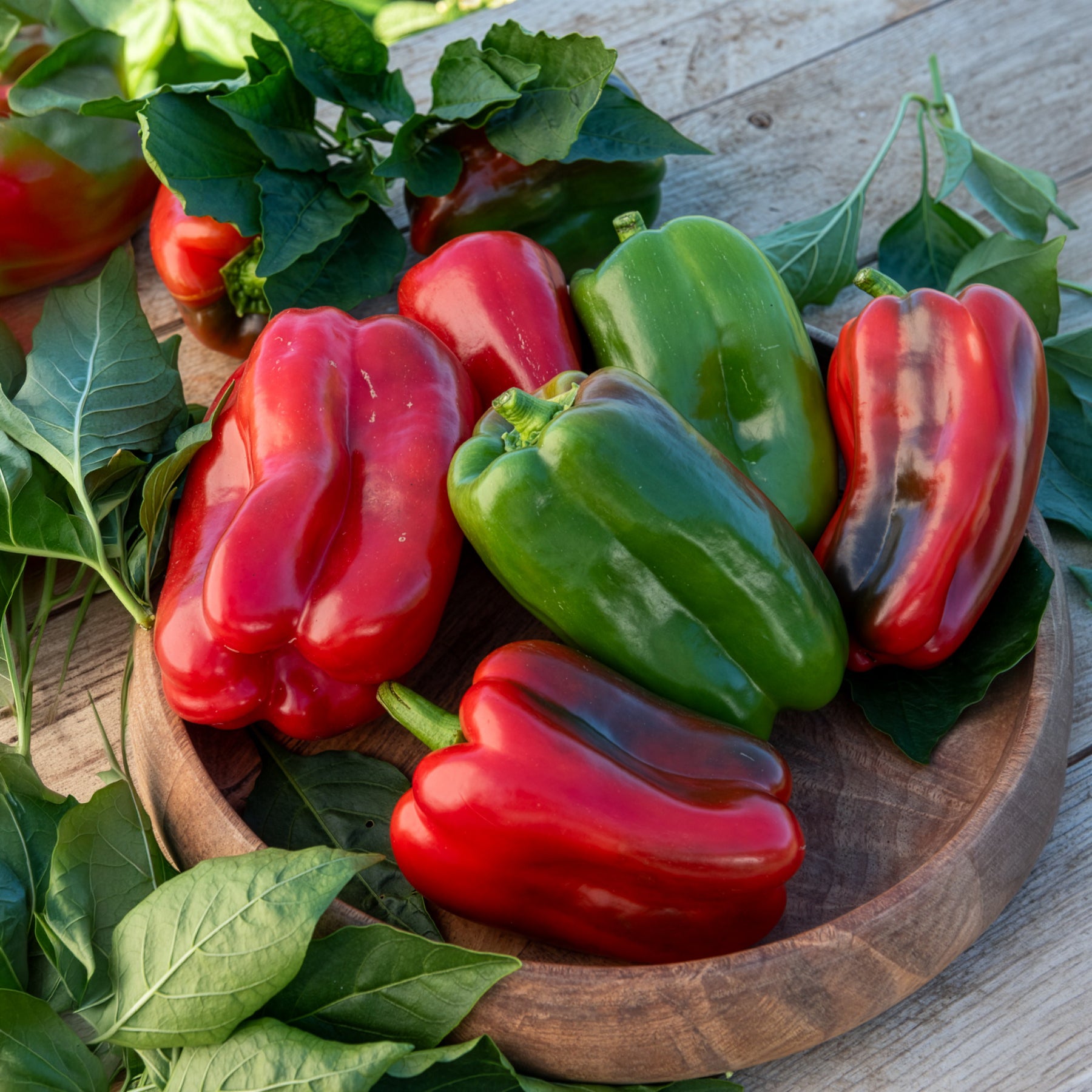 Capsicum annuum lamuyo - Plant Poivron Lamuyo - Plants potagers