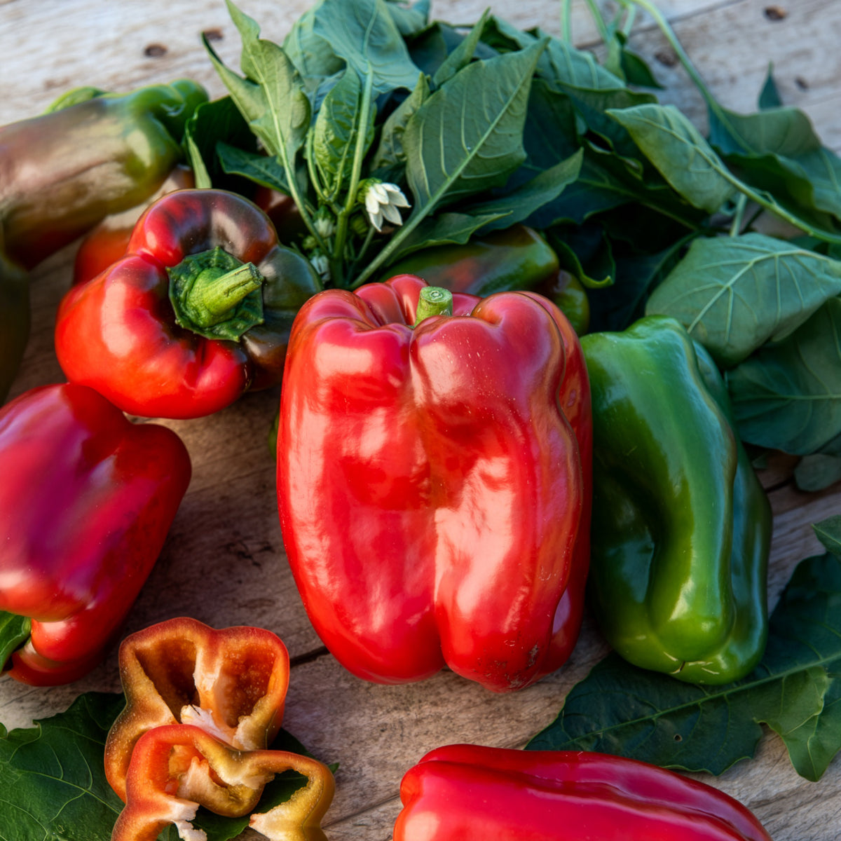 Plants potagers - Plant Poivron Lamuyo - Capsicum annuum lamuyo