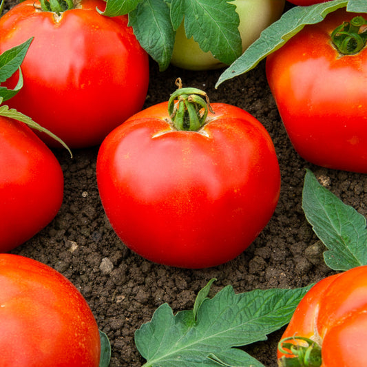 Tomate Pyros HF1 - Bakker