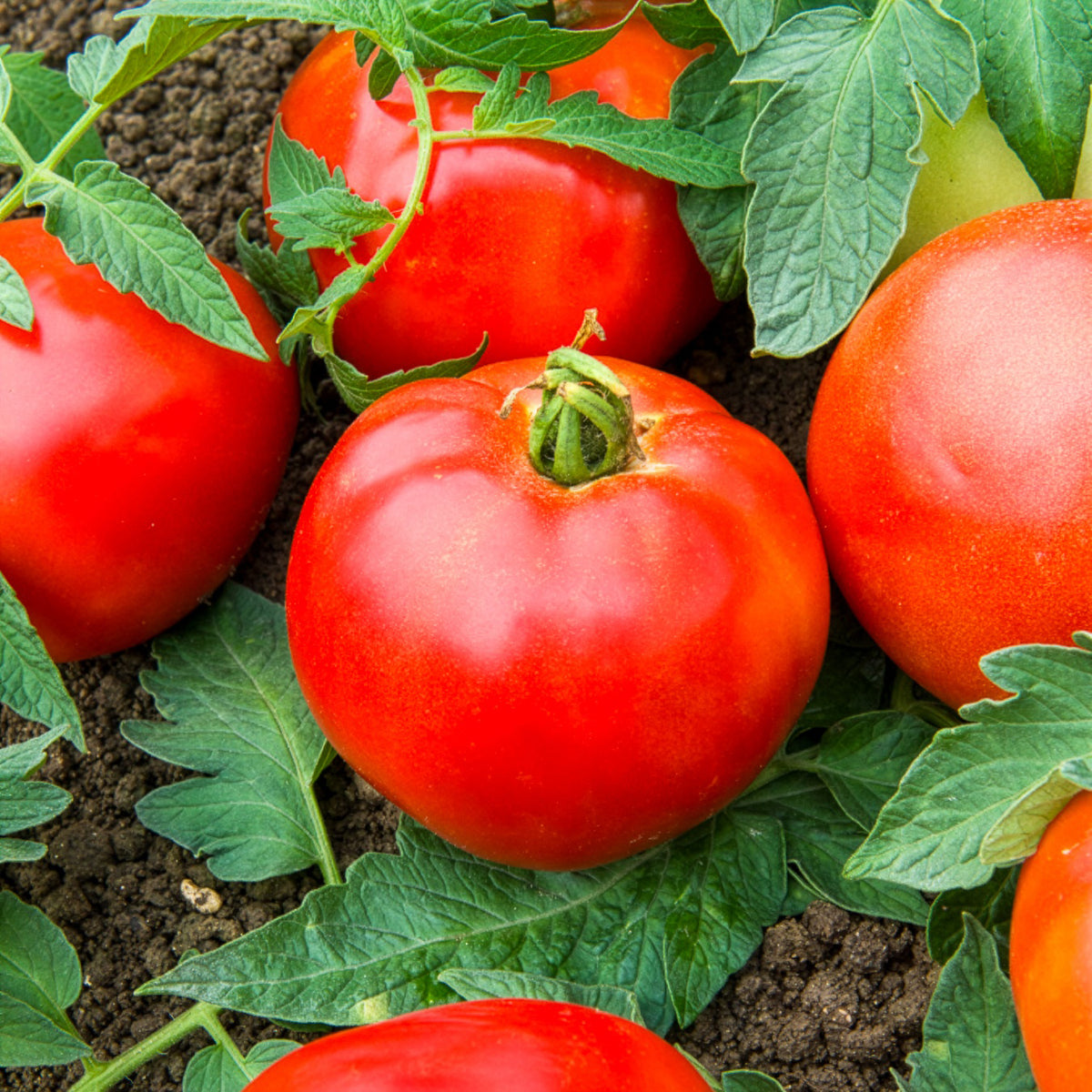 Tomate Pyros HF1 - Solanum lycopersicum pyros hf1 (obtention clause) - Bakker