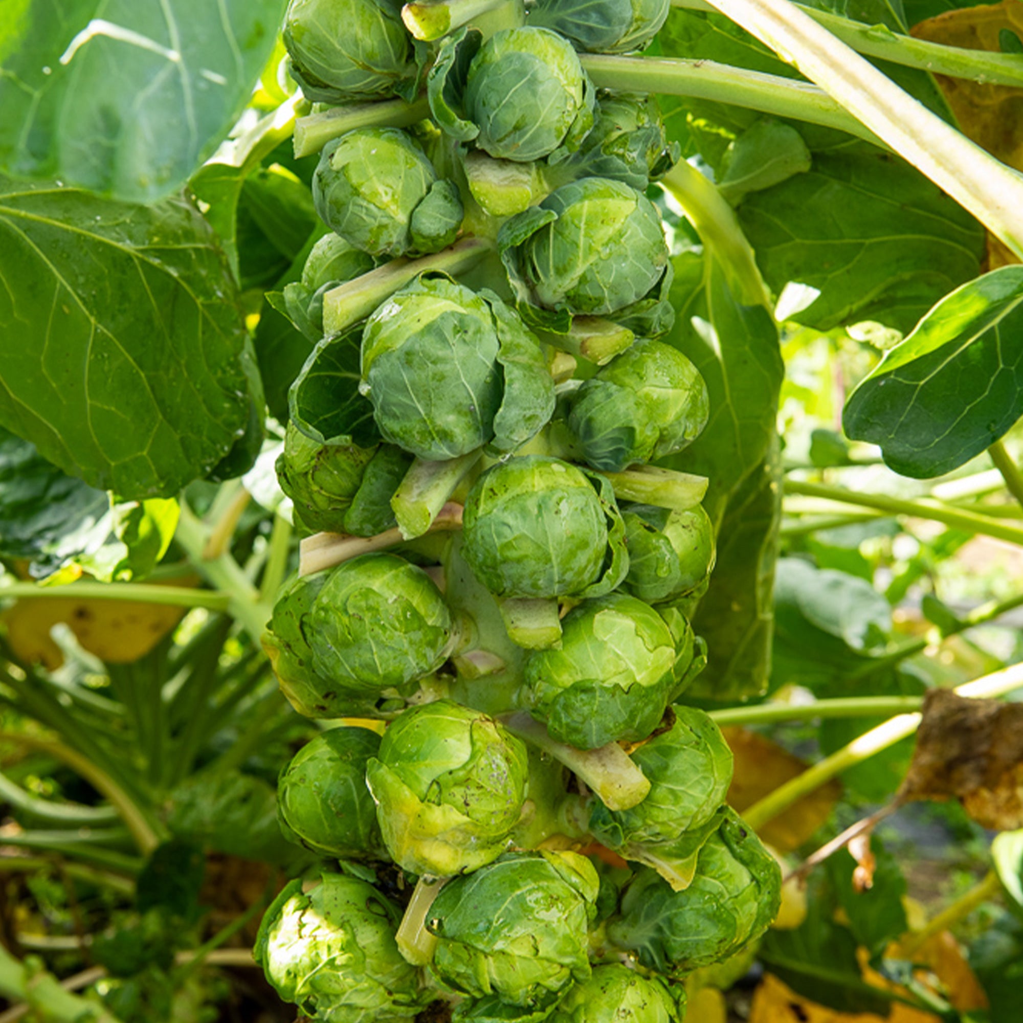 Chou - Brassica | Achat en ligne sur Bakker.com