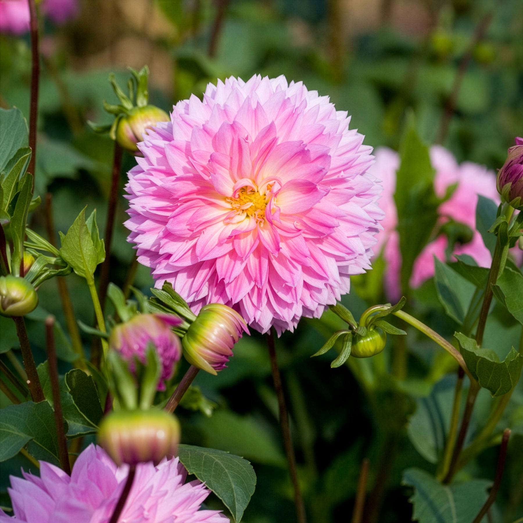 Dahlia sakura fubuki - 3 Dahlias décoratifs Sakura Fubuki roses - Bulbes de Dahlia
