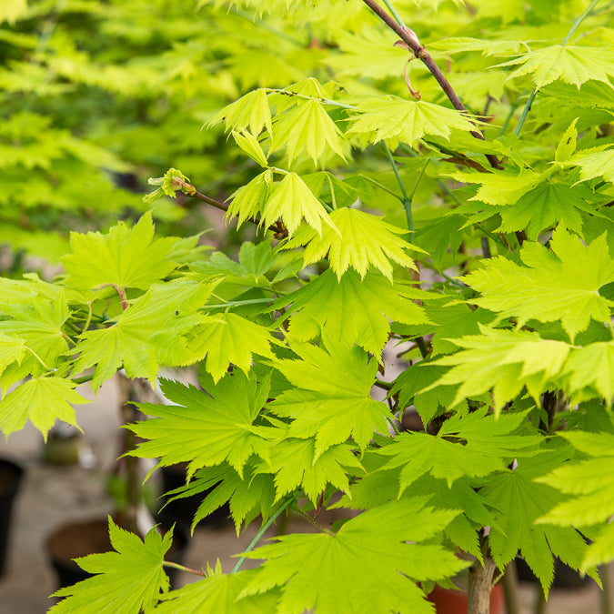 Vente Erable du Japon doré - Acer shirasawanum aureum