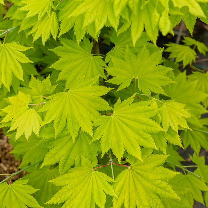 Acer shirasawanum aureum - Erable du Japon doré - 