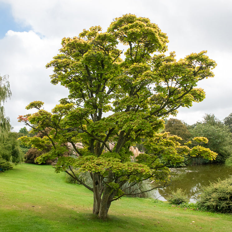 Erable du Japon doré - Acer shirasawanum aureum - Bakker